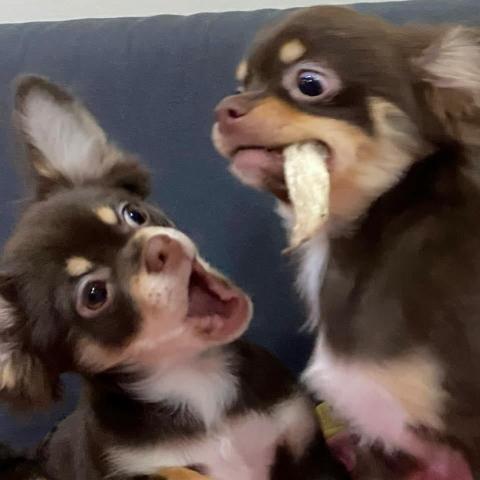 METWO寵物保姆 - 現在養的兩隻吉娃娃