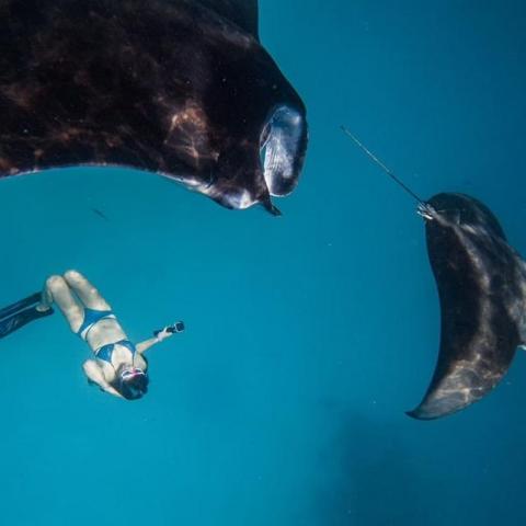 提供插畫家服務的專家陳奕伶