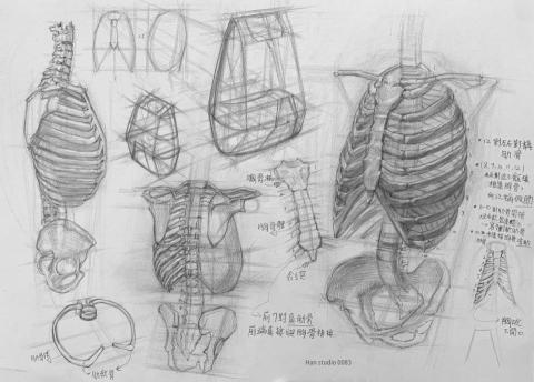Han studio  邱柏翰 - 【從骨架開始，建立人體軀幹基礎】
不管是想畫插畫、漫畫、刺青、還是設計角色，
人體結構的核心之一就是「軀幹的理解」。

課程將引導你用簡單的幾何形方向，建立空間感與結構意識。

 馬上洽詢了解課程內容！