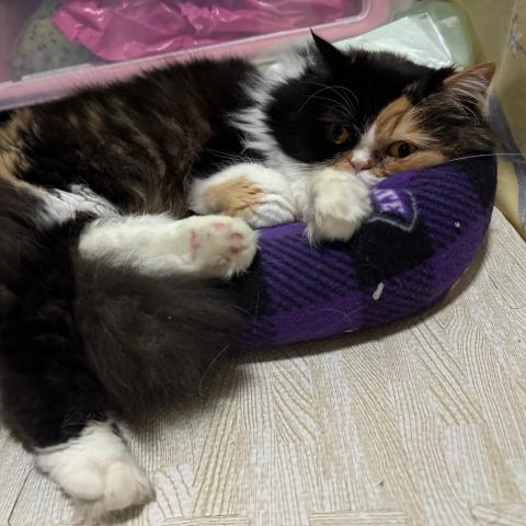 提供寄養服務的專家宋小姐