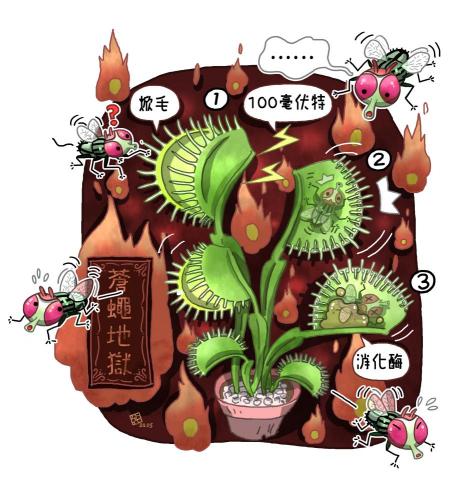 BOB - 人間福報科普插圖-捕蠅草