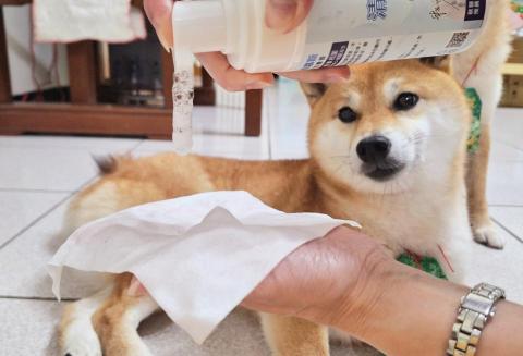 游龍玉 - 回家一定使用乾洗澡 將全身擦拭乾淨 並吹毛 降低毛孩皮膚問題