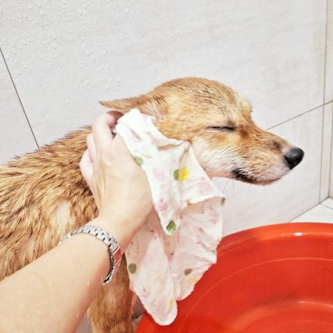 游龍玉 - 麻麻對毛孩的愛～讓牠們放心 