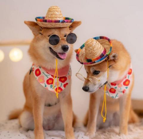 游龍玉 - 這是我家毛孩 天生的模特兒～