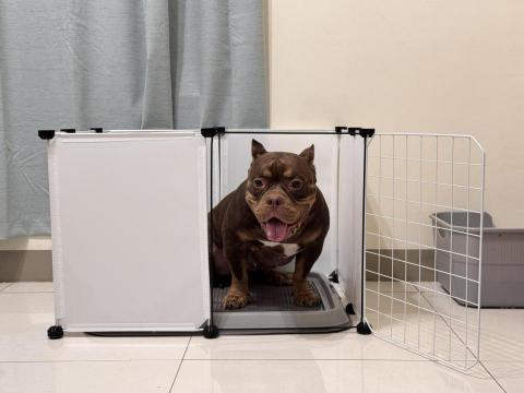 藏 訓犬-犬類訓練 矯正 -  藏 訓犬-犬類訓練 矯正 -