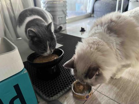 充滿愛與耐心的寵物保母🐱🐶 - 