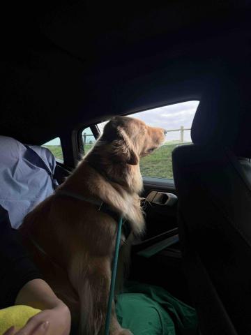 充滿愛與耐心的寵物保母🐱🐶 - 