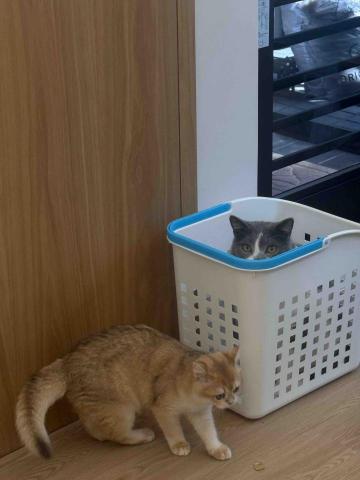 充滿愛與耐心的寵物保母🐱🐶 - 