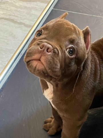 毛大叔狗私塾 - 聰明憨厚的胖虎
#狗學生 毛大叔狗私塾 - 聰明憨厚的胖虎
#狗學生