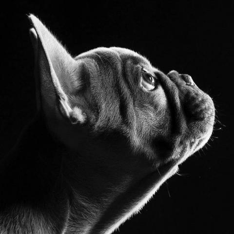 提供CSS修改服務的專家Carol Lin