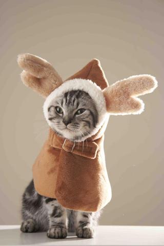 YU PHOTO & DESIGN - 毛孩攝影 YU PHOTO & DESIGN - 毛孩攝影