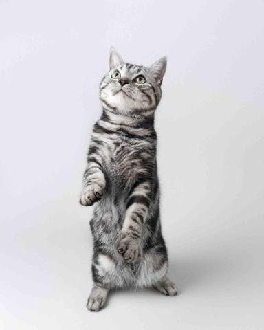 YU PHOTO & DESIGN - 毛孩攝影 YU PHOTO & DESIGN - 毛孩攝影