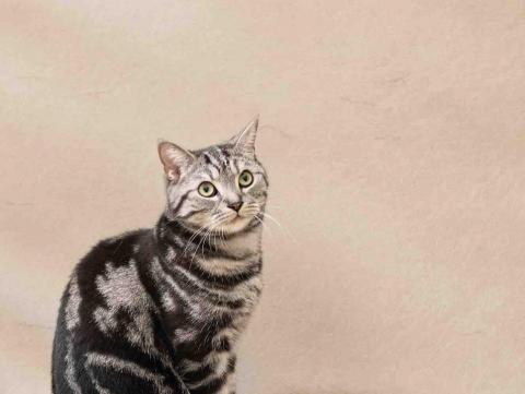 YU PHOTO & DESIGN - 毛孩攝影 YU PHOTO & DESIGN - 毛孩攝影