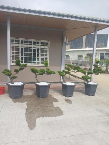 天美景觀園藝 - 