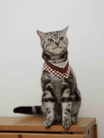 YU PHOTO & DESIGN - 毛孩攝影 YU PHOTO & DESIGN - 毛孩攝影