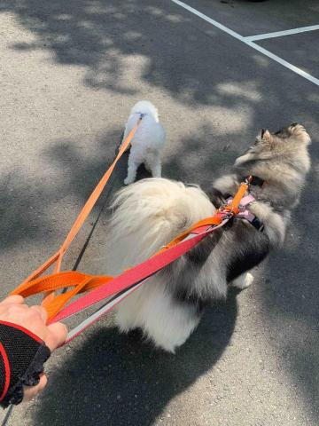 台中❤️快樂寶貝媽咪家 -  剛剛認識的新朋友跟著介紹一起散步