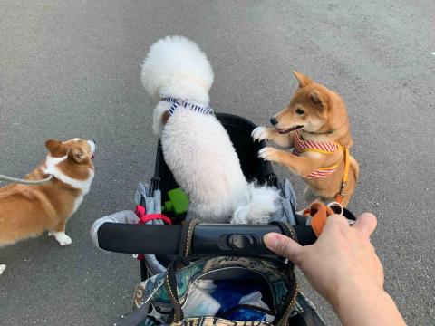 台中❤️快樂寶貝媽咪家 - 我們喜歡一起與同期同學一起散步