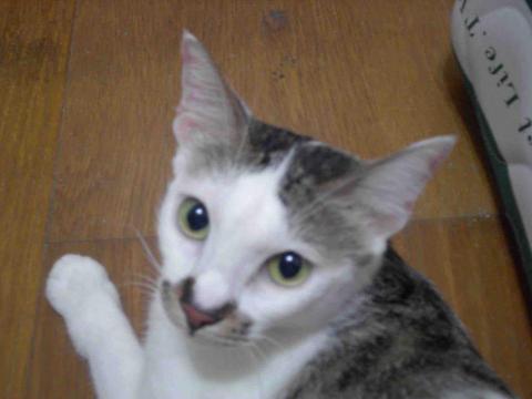 費歐娜-愛心滿滿寵物保姆 - 