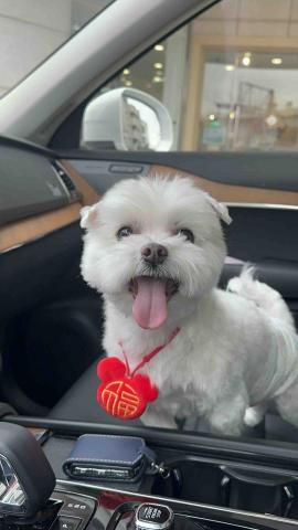 飛毛腿寵物接送 - 家中毛孩搭乘情形鞥