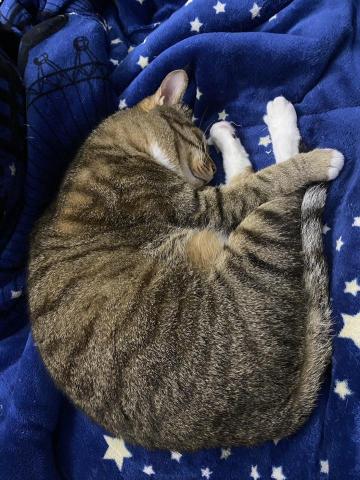 鄭巧涓 - 我家的貓，養得還不錯，白白胖胖的