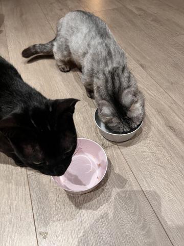 小芯寵物到府服務 - 過程中會拍照拍影片