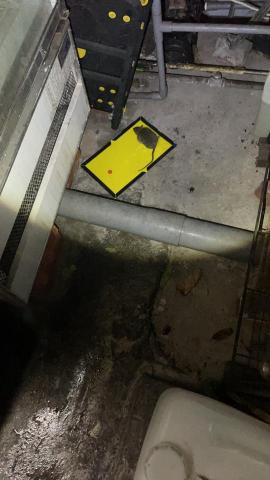 可誠環衛 - 餐飲後廚鼠害防治