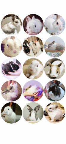 提供寄養服務的專家兔媽媽