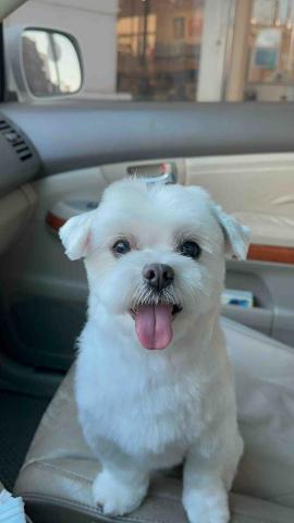 飛毛腿寵物接送 - 