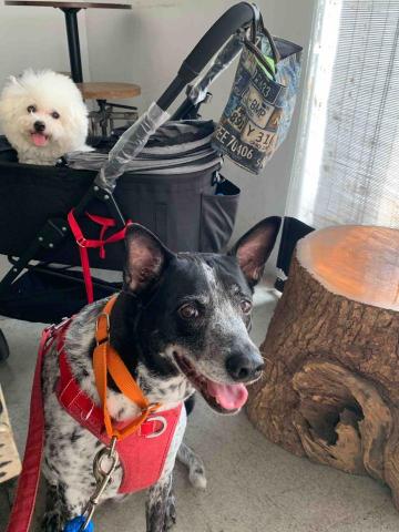 台中❤️快樂寶貝媽咪家 - 散步後一起跟寄宿媽咪週日早餐店休息！