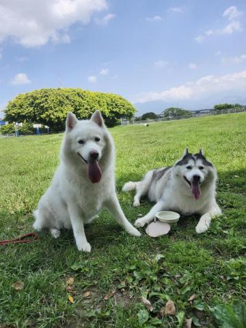毛孩樂寵物接送及散步 - 寵物散步服務