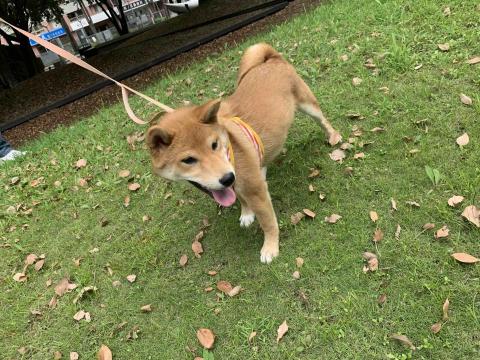台中❤️快樂寶貝媽咪家 - 開心?寄宿家附近小公園散步