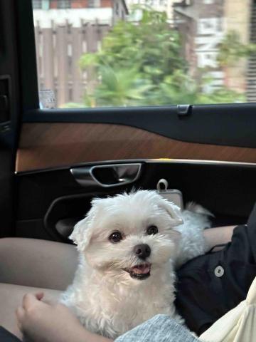 飛毛腿寵物接送 - 