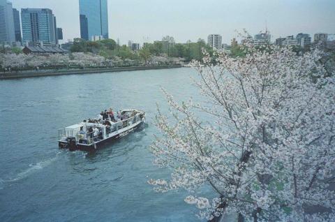 Zooey Liu - 造幣局櫻花