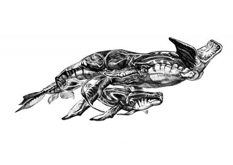 Krys 星 - 素描教學