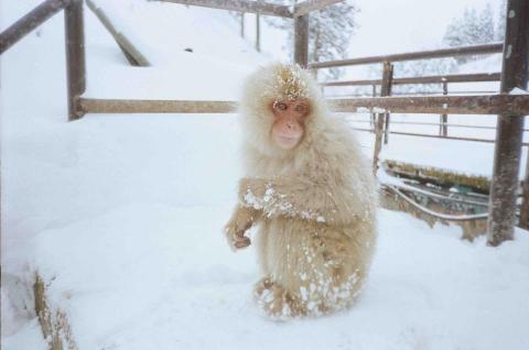 Zooey Liu - 地獄谷野猿