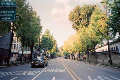 Zooey Liu - 首爾銀杏