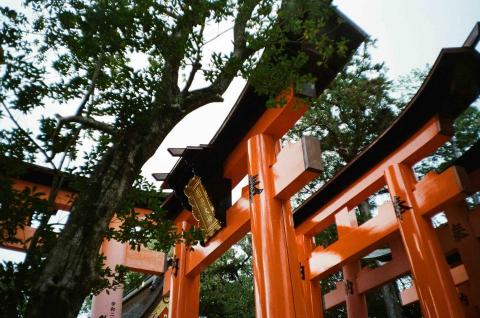 Zooey Liu - 伏見稻荷大社