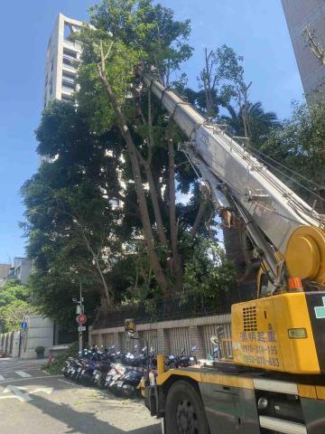 🪽森羽園藝 - 台北鋸樹