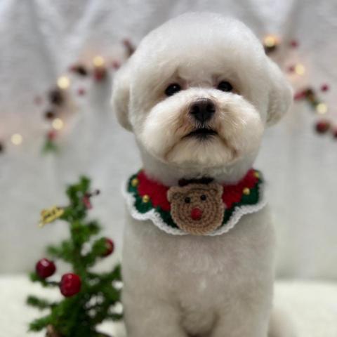 提供機車美容新北服務的專家牙牙