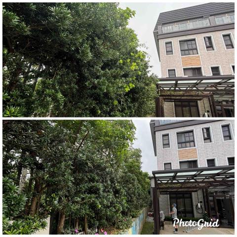 除草特攻隊 - 羅漢松矮化