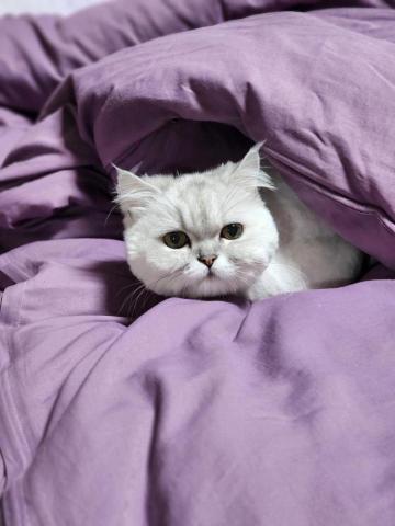 陳琬筑 - 金吉拉Tuby