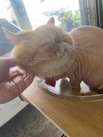 Windy - 剃毛後的貓貓