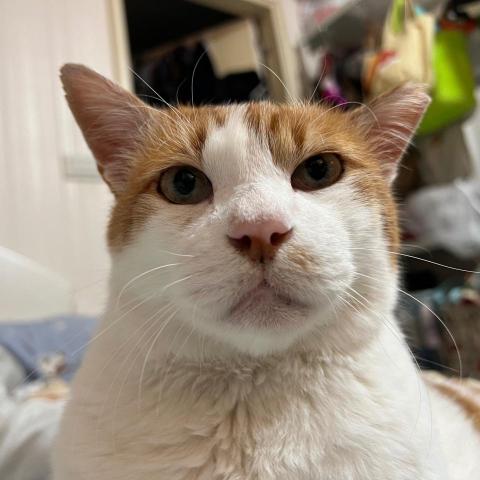 提供jlpt服務的專家Jo Lo