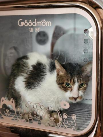 陳琬筑 - 家裡的老大-口炎貓