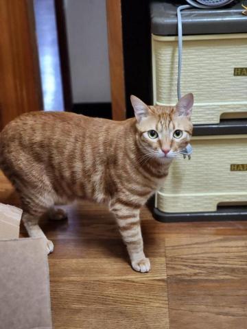 陳琬筑 - 長期餵養的浪貓生的獨生子-柳丁