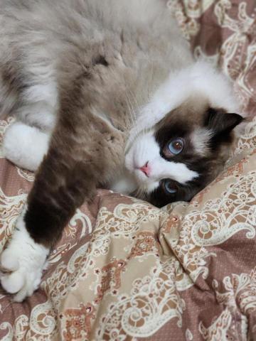 陳琬筑 - 我家布偶貓