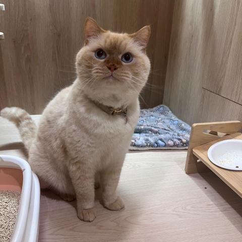 提供保母服務的專家許雅菁