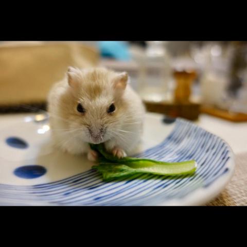 提供餵服務的專家阿比