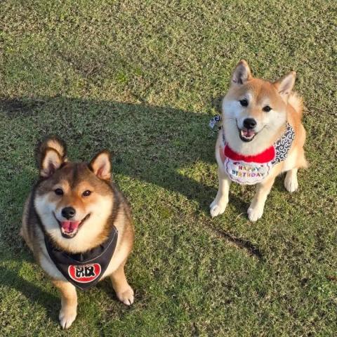 提供遛狗服務的專家陳昕妤