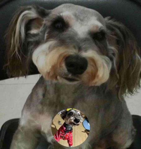 提供內湖寵物店服務的專家拉拉免費接送寵物寄宿